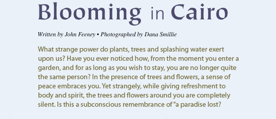Blooming in Cairo – What strange power do plants, trees and splashing water exert upon us? Have you ever noticed how, from the moment you enter a garden, and for as long as you wish to stay, you are no longer quite the same person? In the presence of trees and flowers, a sense of peace embraces you. Yet strangely, while giving refreshment to body and spirit, the trees and flowers around you are completely silent. Is this a subconscious remembrance of “a paradise lost”?