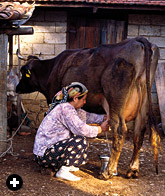 Sulfer Kazık milking the family cow in preparation for making yogurt, straining the fresh milk and heating it in a tinned copper pot.