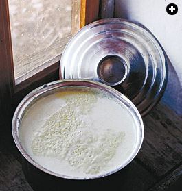 Warm cow’s milk “inoculated” with the starter culture—the beginning of the yogurt-making process.