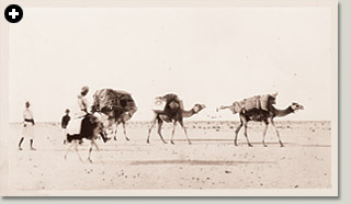 A family makes its way to Makkah. The third camel in line bears a covered shelter called shibriyyah, which Lady Evelyn noted carried three members of the family. 
