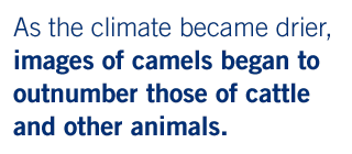 As the climate became drier, images of camels began to outnumber those of cattle and other animals.