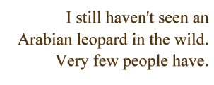 I still haven’t seen an Arabian leopard in the wild. Very few people have.
