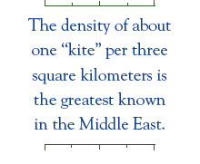 The density of about one “kite” per three square kilometers is the greatest known in the Middle East.