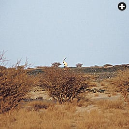 The oryx “is part of the wealth of our community,” says Shaykh Muhammad, whose tribal territory lies within the Uruq Bani Maarid reserve south of Riyadh, where scrub desert offers grazing to 300 oryx. 