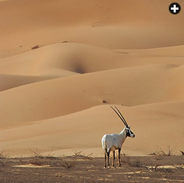 More than 3000 oryx now inhabit the Umm al-Zumul sanctuary in the southern corner of the United Arab Emirates, where, later this year, tourists will be able to go on oryx safaris, earning more than a few of the country’s oryx-bearing 50-dirham notes, above-left, for conservation programs. 