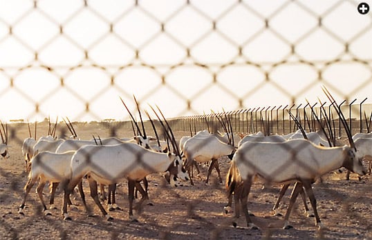 Poachers reduced the population of Oman’s huge, unfenced sanctuary from 450 animals in 1996 to just 65 in 2007, leading to the fencing of today’s far smaller, heavily guarded reserve. There are now 260 oryx in it. 