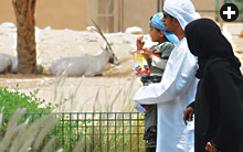 The Al-Ain Zoo displays oryx and also maintains a population out of public view for future reintroduction to the wild. .