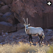 Though southern Jordan was once part of the oryx’s natural range, conservationists say the introduction of oryx early this year in the Wadi Rum Protected Area—where each of these three photos was made—will test the continued suitability of the popular tourist region as oryx habitat.
