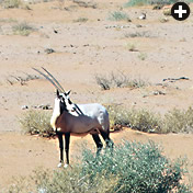 Though southern Jordan was once part of the oryx’s natural range, conservationists say the introduction of oryx early this year in the Wadi Rum Protected Area—where each of these three photos was made—will test the continued suitability of the popular tourist region as oryx habitat.