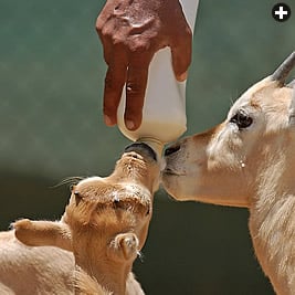 To stamp out the tuberculosis that affects oryx in the wild, the nwrc bottle-feeds captive-born animals and raises them to maturity, breeds them and then releases their offspring—two generations removed from infection—in reserves.
