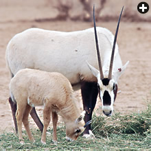 An oryx and her calf feed on alfalfa at the Shaumari Wildlife Reserve in central Jordan.