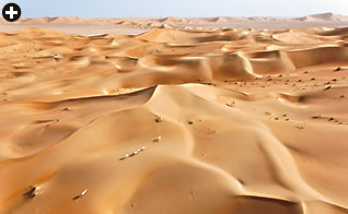 Although managed habitats such as this part of the Arabian Oryx Sanctuary in Oman look wild, the oryx’s future will require increasing resources of time and money for research, field data collection, assessment, intervention and enforcement of anti-poaching laws, as well as for maintenance of balanced relations among humans, oryx and other species.