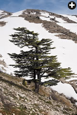 In the north, a lone Lebanon cedar stands in stark relief against a snowy ridge;
