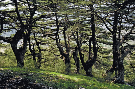 The Chouf Mountains are home to three forests that have the highest concentration of Lebanon cedars in the world. 
