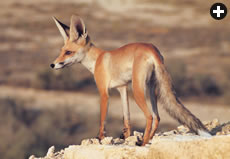 Rüppell’s sand fox