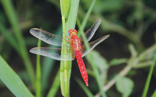 Carmine darter dragonfly