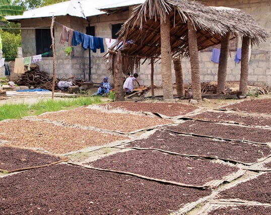 Cloves are dried on mats in the sun, as they have been over more than 2000 years of cultivation, from their native habitat in the Moluccas to Indonesia, Madagascar and East Africa. They came to Zanzibar only in the early 19th century, when the Omani sultan Sa‘id bin Sultan grew the island’s production into the world’s largest. He built the palaces and complexes now known as Stone Town, including this ruined palace (below-right) intended for his wives. 