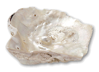 This partially formed pearl was found, discarded with its oyster’s shell, outside a 19th-century building. Pearls form when the oyster secretes nacre, a calcium-carbonate protective coating, over a small intruding object.