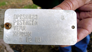 This metal tag identifies the tree that today grows at Wolfskill from a cutting taken from the Kerman “mother tree.”