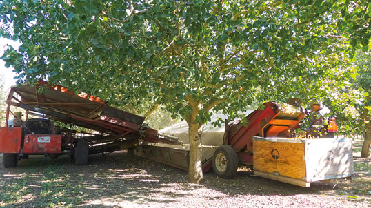 During the harvest season in late fall, operators at Dewey Farms use mechan-ical shakers to work Central Valley pistachio orchards 24 hours a day, filling half-ton boxes that are trucked to processing plants.