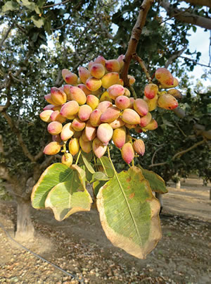 A member of the cashew family and related to sumac, poison ivy and mango, pistachios grow in bunches.