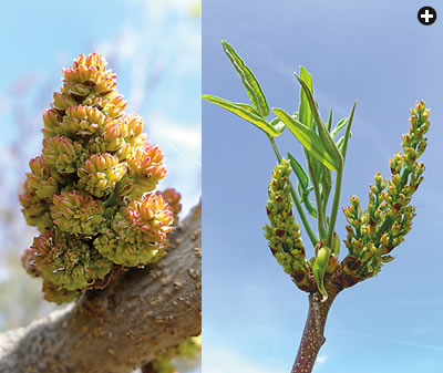 Pistachio trees are pollinated by wind, not insects. The male flower of the Peters variety, left, turned out to best match the timing of the female Kerman's flower, right.