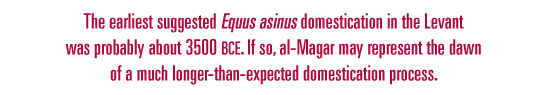 The earliest suggested Equus asinus domestication 
                in the Levant was probably about 3500 bce. If so, al-Magar may represent the dawn of a much longer-than-expected domestication process.