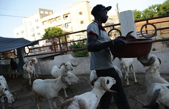 Senegal's Shepherds of Tabaski - Written by Jori Lewis, Photographed by Ricci Shryock, Video by Ricci Shryock and Jori Lewis