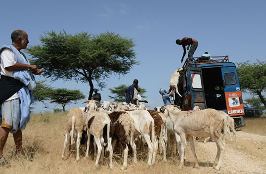 Shepherded south from Mauritania to near Saint Louis in northern Senegal, these sheep are among hundreds of thousands that are imported to Senegal by road and boat in the weeks before Tabaski, when the Senegalese government temporarily suspends livestock import tariffs.