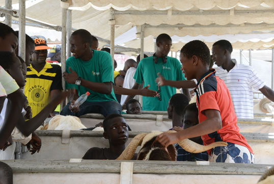 Also in the weeks leading up to Tabaski, the Khar Bii (sheep competition) scours the country for prize-quality sheep, which can sell for up to 100 times the price of an ordinary sheep. Here, semifinalists await judging in Saint Louis. The winners will go to the finals in Dakar.
