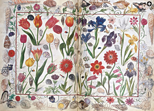 An illustration from the 17th-century German Album Amicorum (Album of Friendship) shows a number of flowers introduced from the East including tulips, irises, anemones, a fritillary, wild gladiolus, and more. 