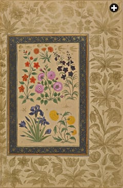 Produced in the 1630’s for Mughal prince Dara Shikoh, this folio elegantly depicts several flowers of Central Asia and Kashmir including several that were also introduced into Europe: roses, irises, delphiniums and what may be Asian marigolds. 