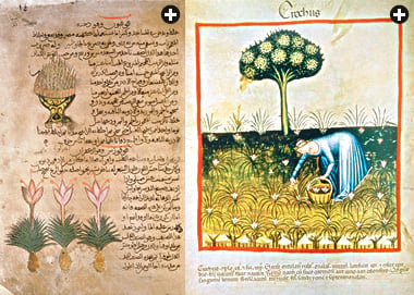 おそらく13世紀にヨーロッパにもたらされたサフラン・クロッカスは長らく、医学的価値、そして、より重要なことに経済的な価値を維持してきた。 10世紀のディオスコリデスの「薬物誌」アラビア語版に含まれているフォリオ（左）にもサフランが掲載されている。15世紀の図（右）では女性がクロッカスの花からサフランを採集している。
