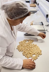 Supporting a $2 billion export crop, factories lead the development of quality controls, and among Turkey’s 180 hazelnut factories, one of the largest is Noor Fındık in Giresun, where a worker sorts shelled nuts.