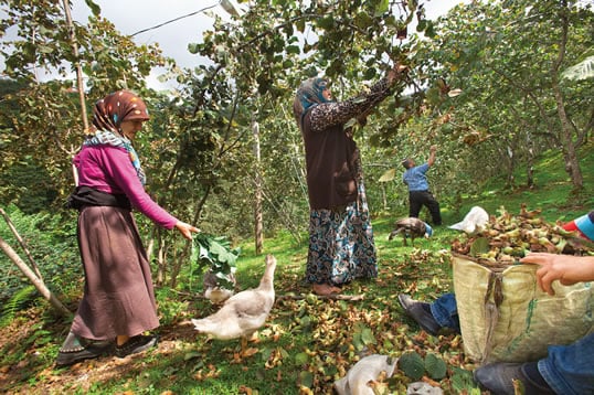 Each August through September, hazelnuts are hand-harvested by both seasonal workers and local villagers along Turkey’s Black Sea coast. In Geçitköy, near Giresun, above, women pull nuts from low branches; men often climb into the trees to shake the limbs to drop nuts to the ground. 