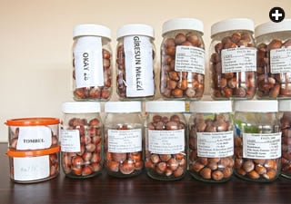 The Hazelnut Research Station in Giresun has developed genetic improvements, samples of which appear in these jars.