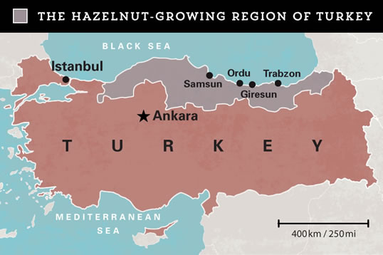 The Hazelnut-growing Region of Turkey