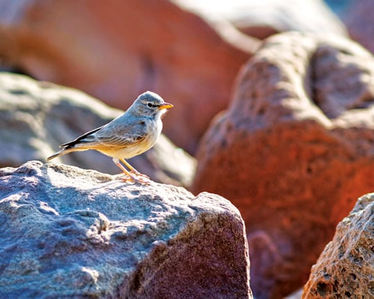 A desert lark sits atop a stone at Wadi Faynan, where communal life may have set in motion the first steps toward the domestication of wild plants—and civilization as we know it. 