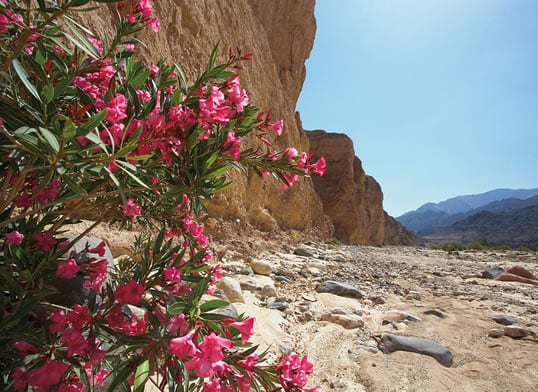 Pink oleanders track the trickle of water in Wadi Faynan, which today runs much drier than in Neolithic and earlier times. Indeed, discoveries in the vicinity trace human history back a million years, almost without a break.