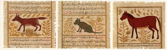 Busbecq was fond of animals, and he kept and wrote about many, from wolves to horses to ducks. These later Turkish miniatures show a jackal, a cat and a horse. 