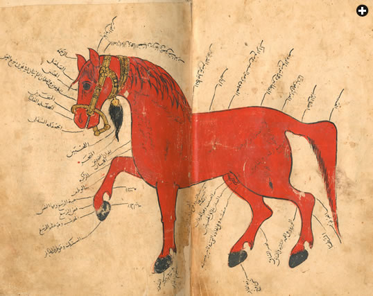 This elegant diagram appears in a ninth-century guide to veterinary medicine by Muhammad ibn Ya’qub al-Khuttuli. It was acquired by Warner and became part of his collection at Leiden University.