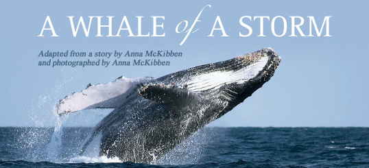 A Whale of a Storm - Adapted from a story by Anna McKibbin and photographed by Anna McKibbin