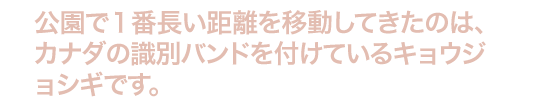 今までの、この公園における最長距離の渡り鳥は、 
                    カナダからの輪を身につけて到着したキョウジョシギです。