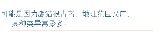 可能是因为鹰猎很古老，
地理范围又广，其种类异常繁多。可能是因为鹰猎很古老，
地理范围又广，其种类异常繁多。 