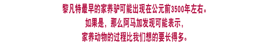 黎凡特最早的家养驴 
                可能出现在公元前3500年左右。 如果是，那么阿马加发现可能表示，家养动物的过程比我们想的要长得多。