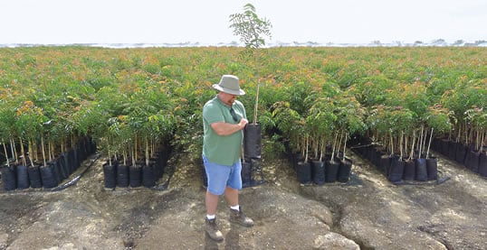 先锋苗圃 (Pioneer Nursery) 的安迪·施韦卡特培育了近 89 万株初生主根开心果树苗，这些都是想要扩大果园规模的种植者们预定的。 在美国，开心果现已成为继杏仁之后的第二大宝贵坚果作物。